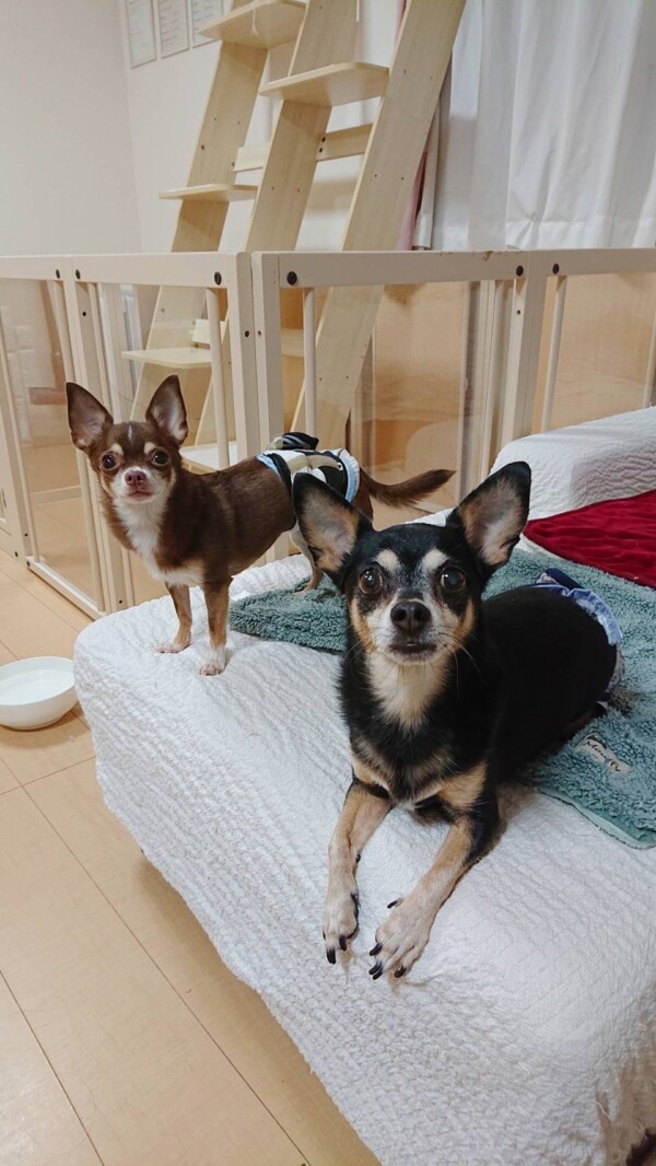 リピートりく君・れん君☆