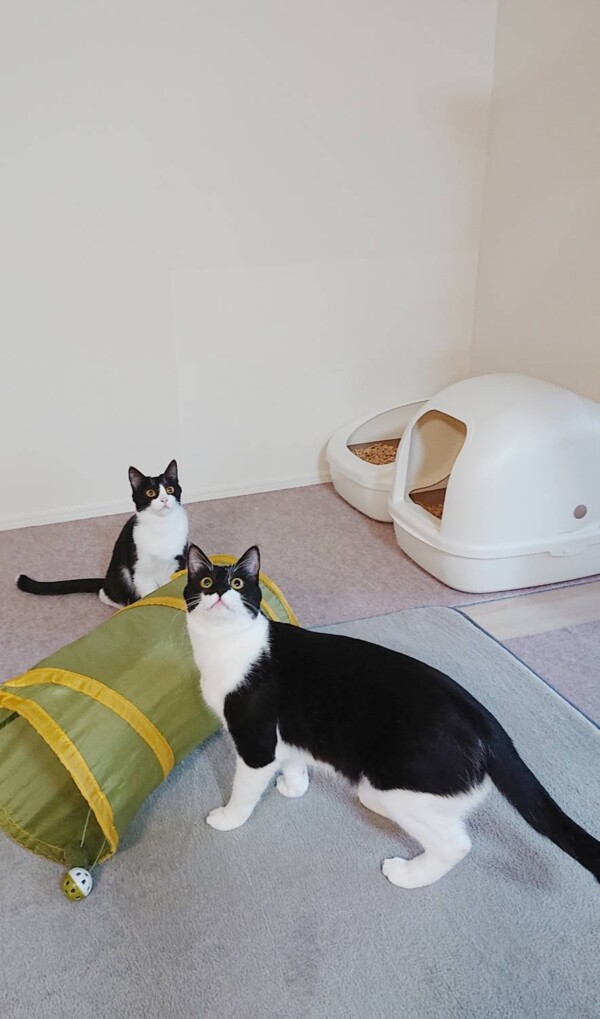 リピートのハル君・リッカちゃん☆