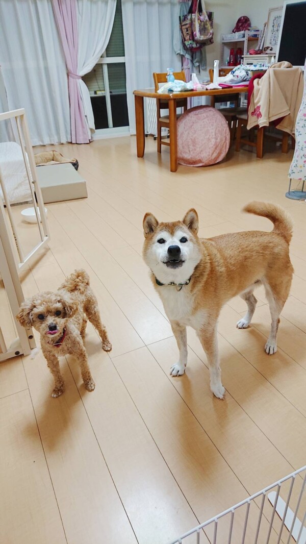 マイペースちゃちゃ丸君・元気はなちゃん☆