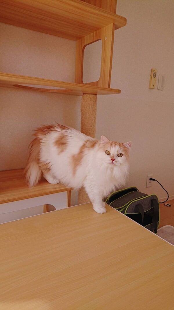 アップダウンのモモ君☆