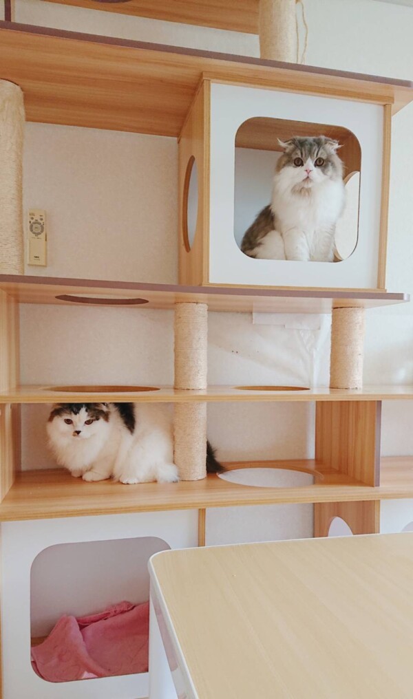 スコティッシュのクレオ君・カイイ君☆