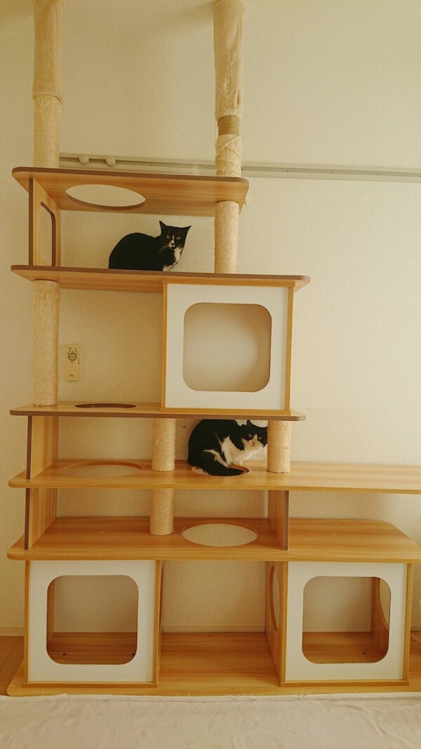 白黒猫のナナちゃん・Ｑちゃん☆