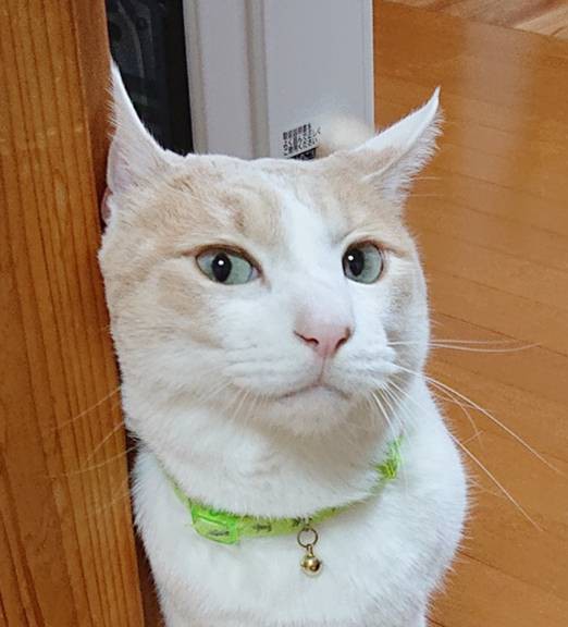 久しぶりのチョコ君・モカ君☆