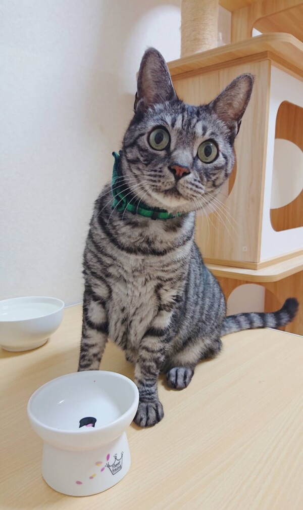 便秘解消こむぎ君☆