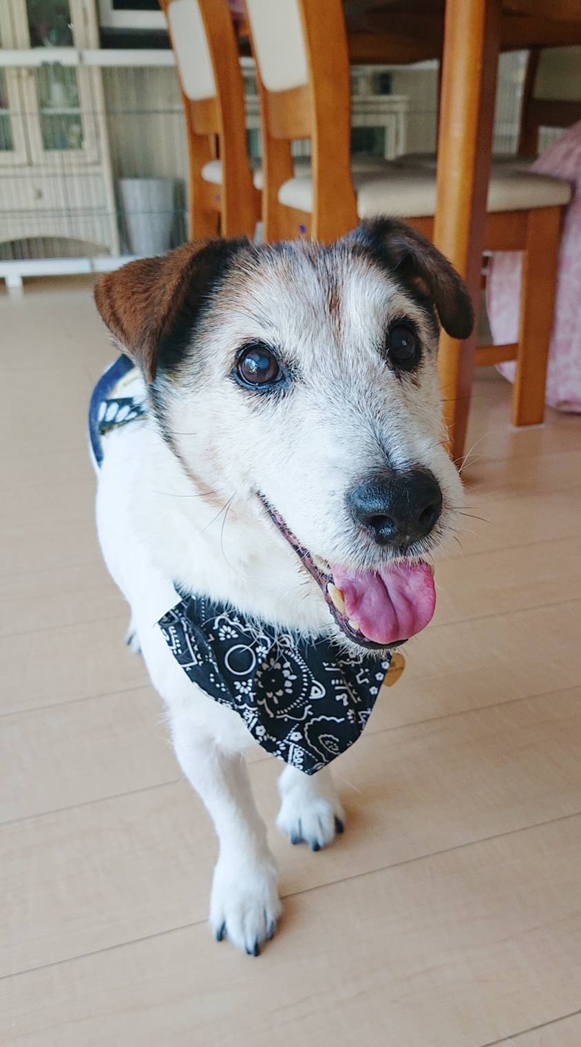 夢が叶ったログ君☆