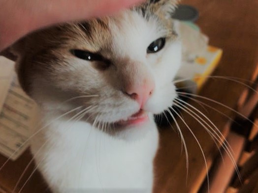 川口市　猫ちゃんズ　お世話の様子