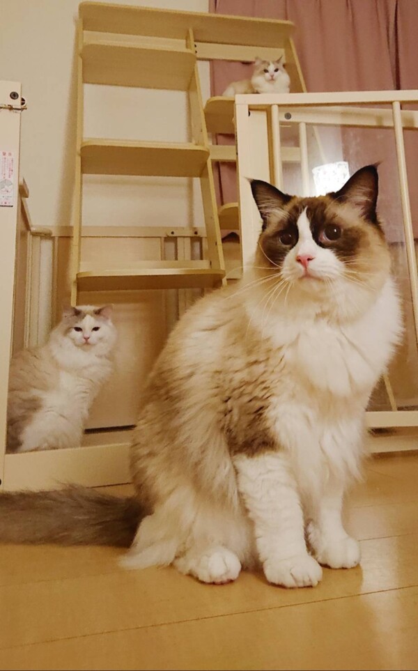 里帰りおこげ君☆