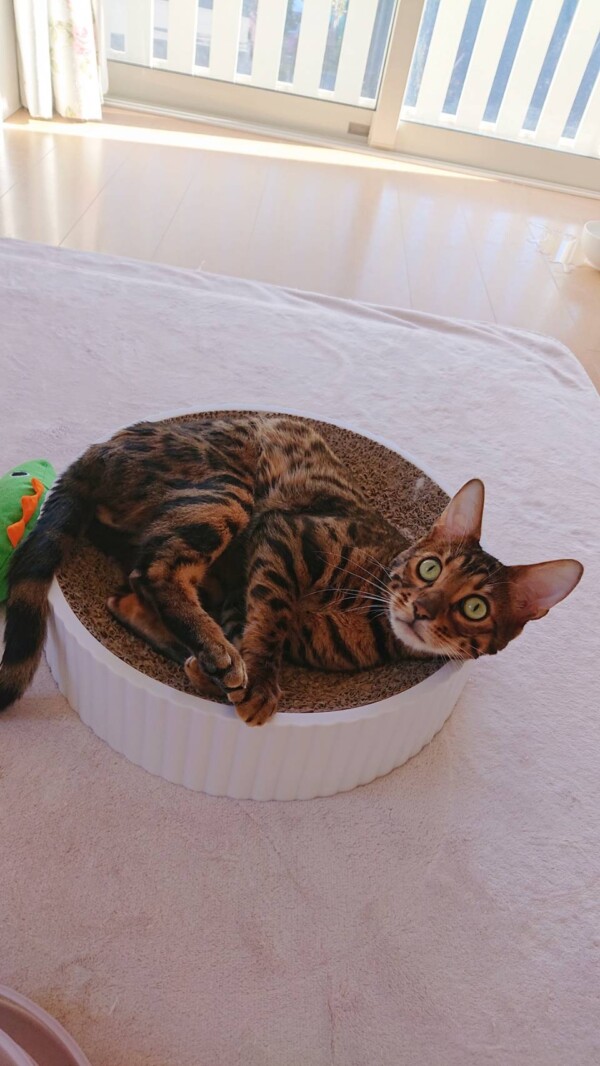 １週間しいたけ君☆