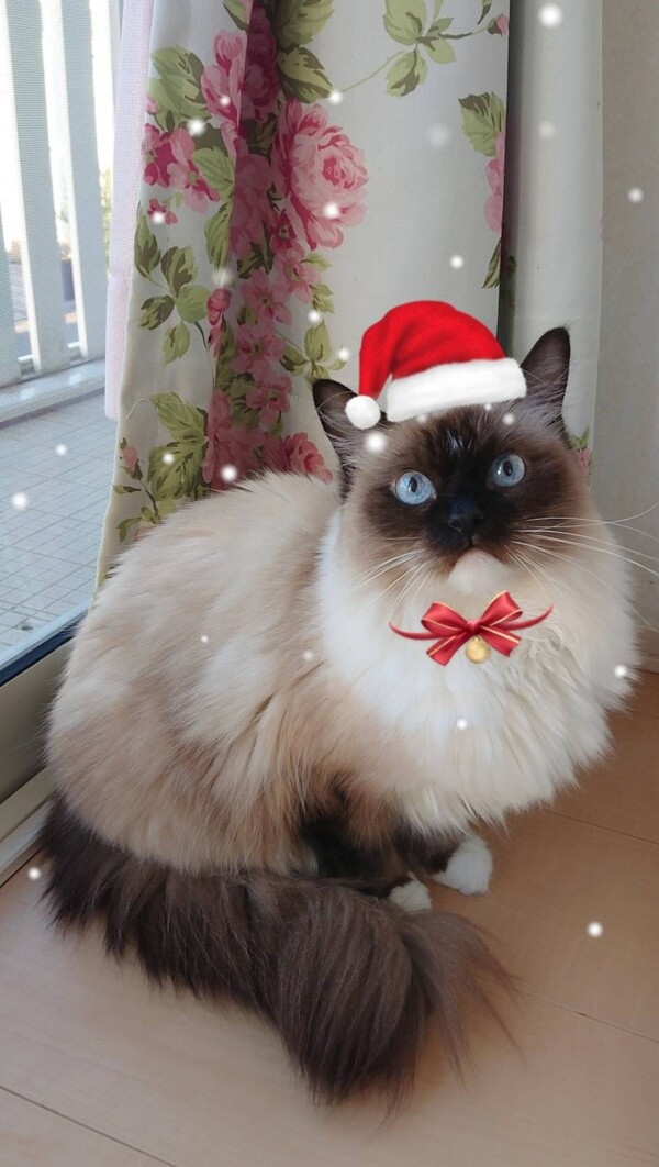 年越しアシェル君・グレースちゃん☆