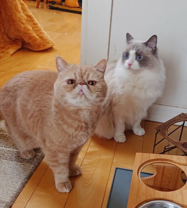 年始まめた君・もちた君☆