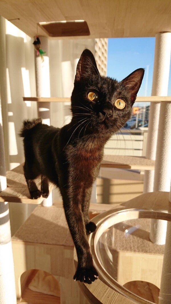 MIX猫のロンちゃん☆