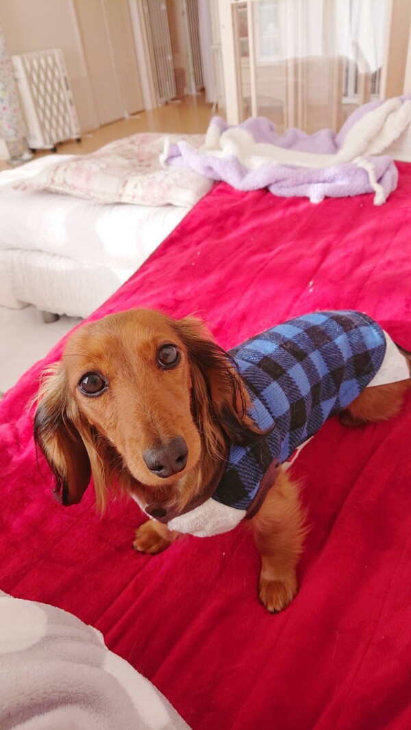 あけおめモカちゃん☆