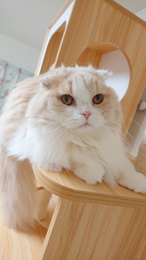 スコティッシュフォールドのココちゃん☆