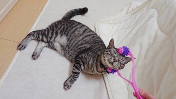 コタツムリこむぎ君☆