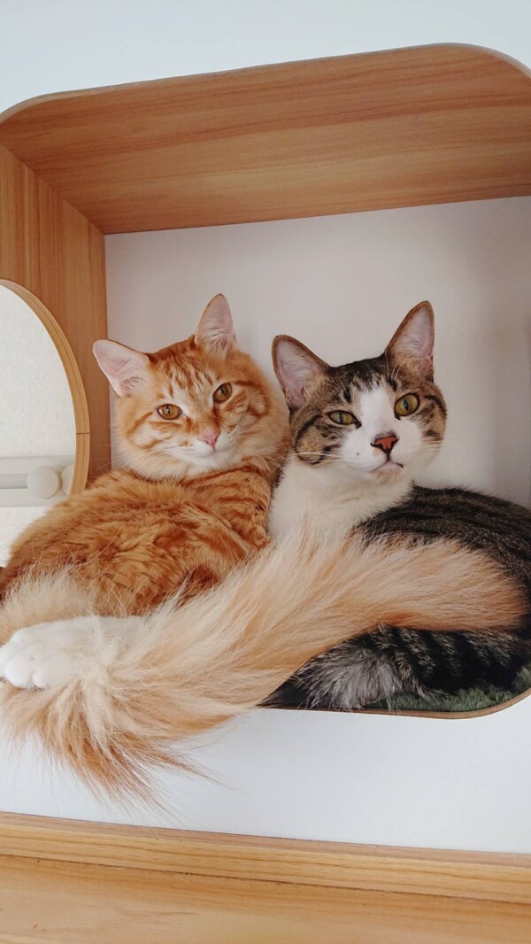 リピートのラクサ君・スクー君☆