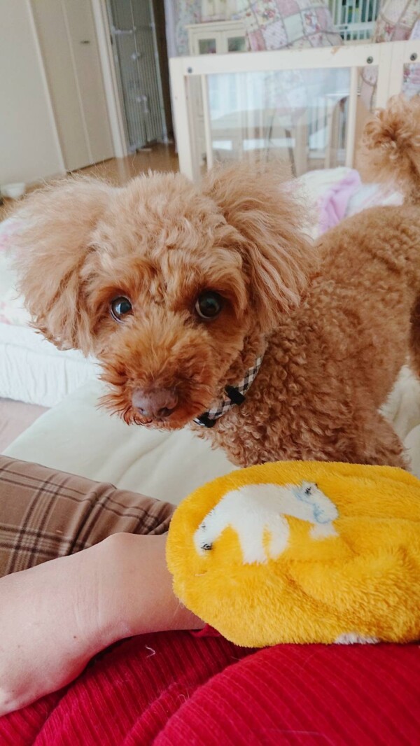 持って来い遊びカイ君☆