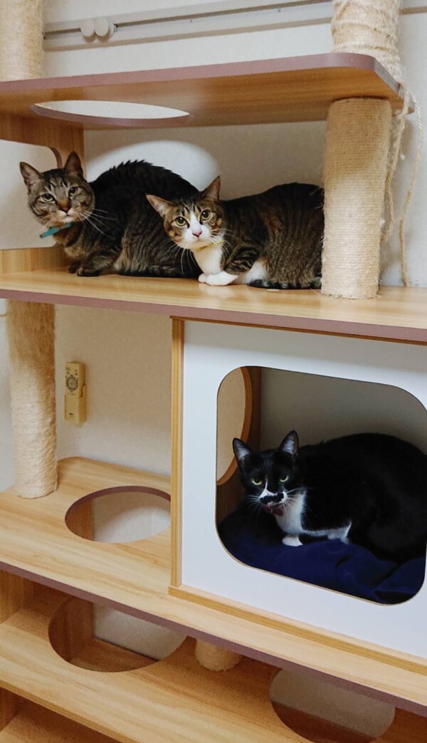 ひじきちゃん・こんぶちゃん・もずく君☆