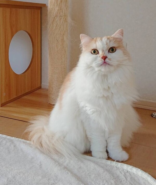 弟が出来るモモ君☆