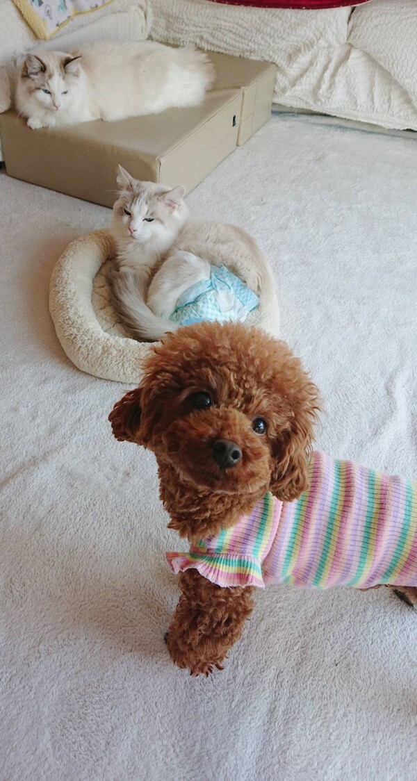 猫と仲良しマアムちゃん☆