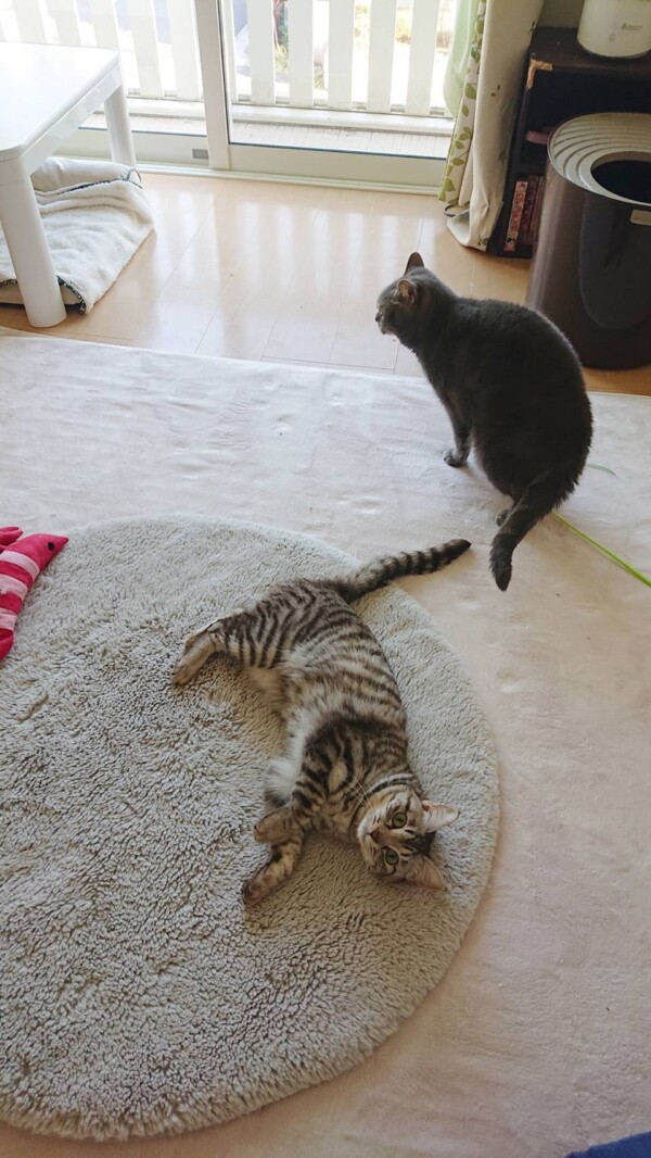 甘えん坊ごうたろう君あずきちゃん☆