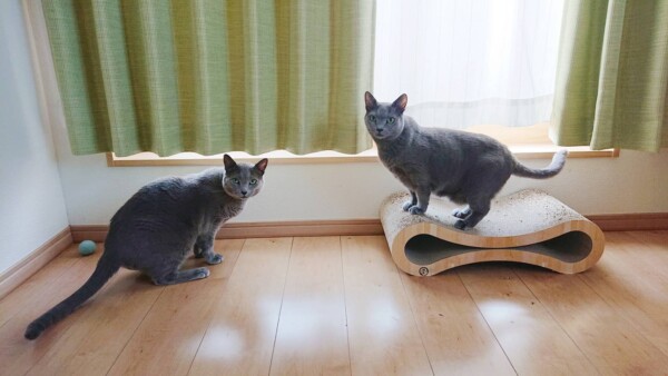 いつも通りプルシェンコ君スピカちゃん☆