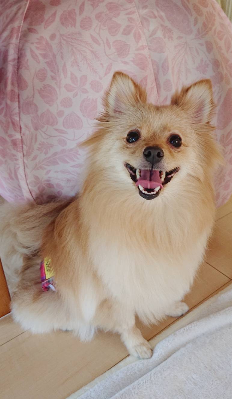 ポメラニアンのコハク君☆