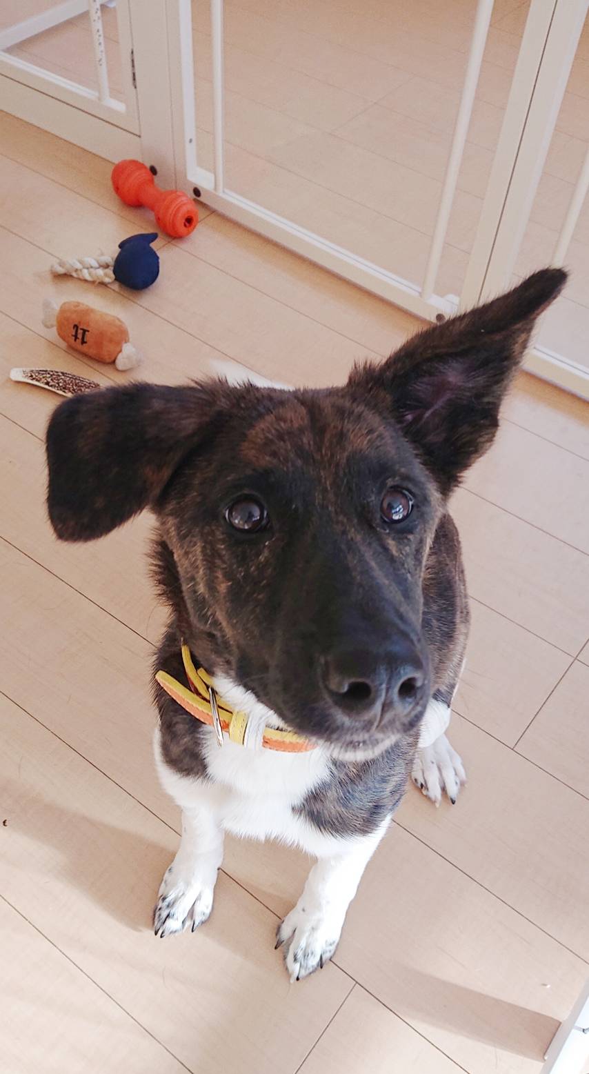 リピートのレアちゃん☆