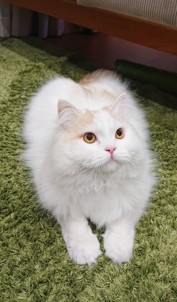 訪問シッターのミクロ君・ラテ君☆