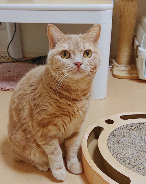 リピートの茶々丸君☆