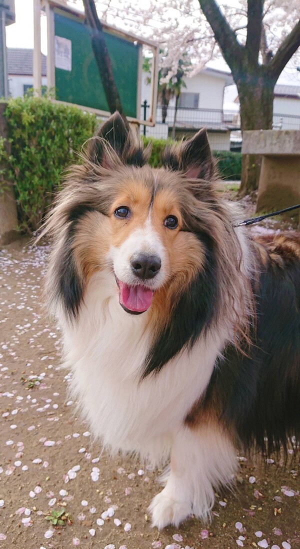 桜とミルちゃん☆