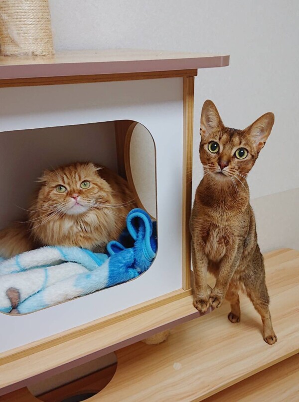 ちゃちゃちゃん・じゅじゅちゃん・カブ君☆