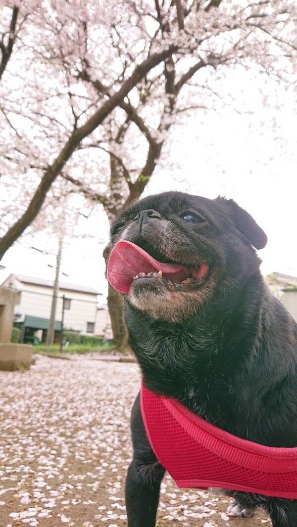 大先輩ハナちゃん☆