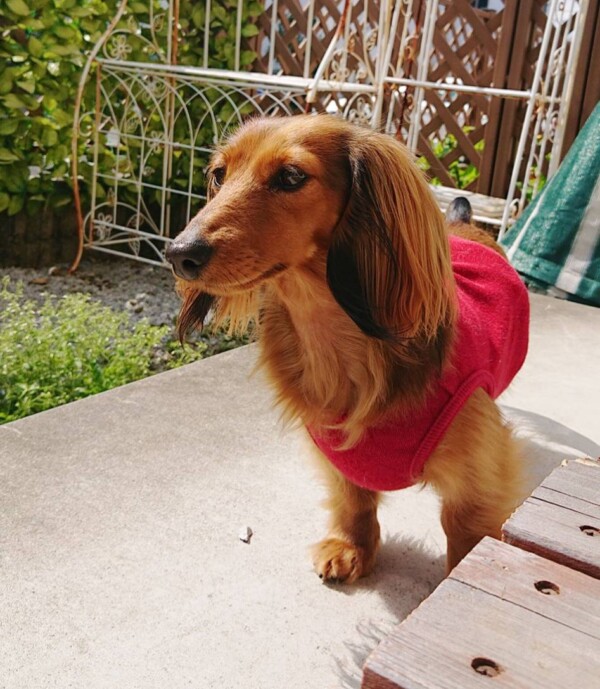 犬見知り攻略モカちゃん☆