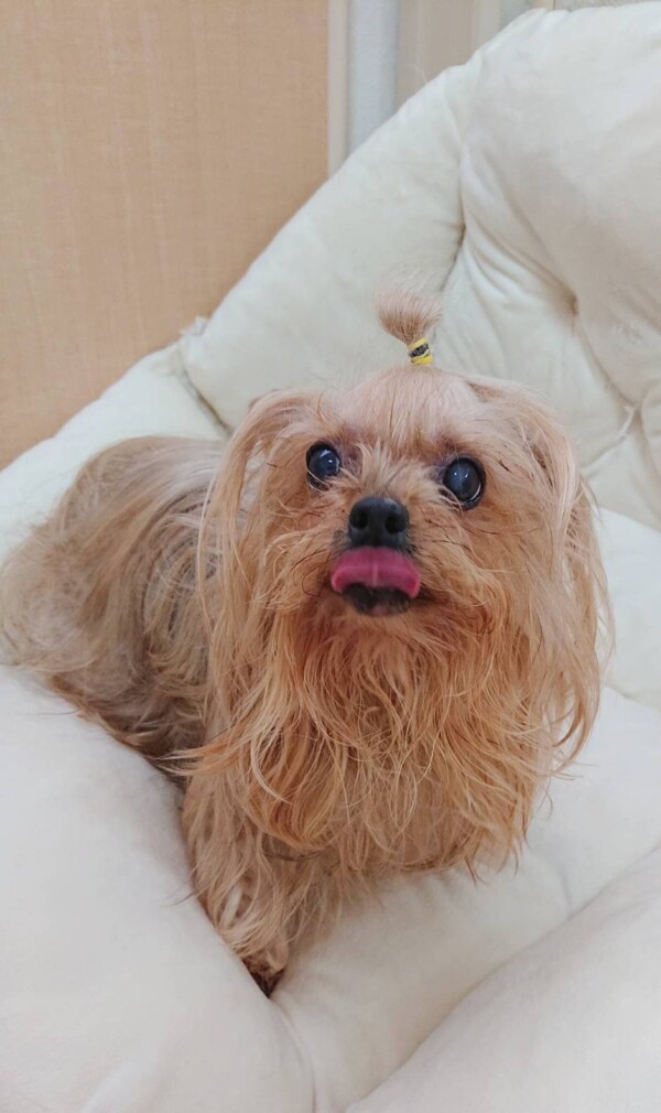 ヨーキーとまとちゃん☆