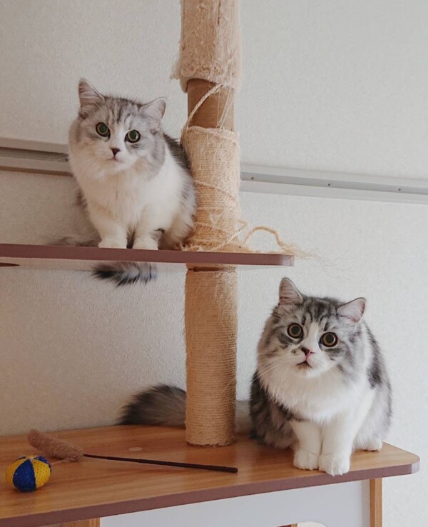 サイベリアンのツナ君・マヨちゃん☆