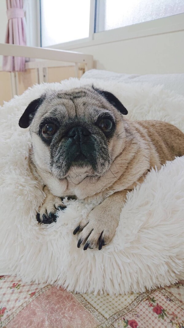 パグのアビーちゃん☆