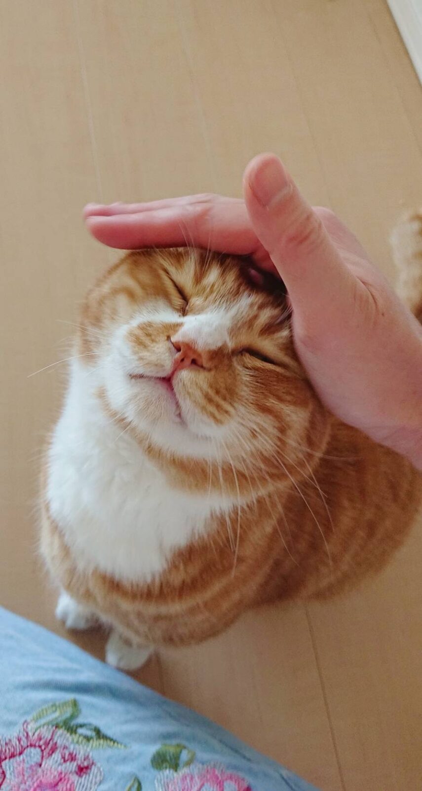 MIX猫のベルちゃん＆ココ君☆