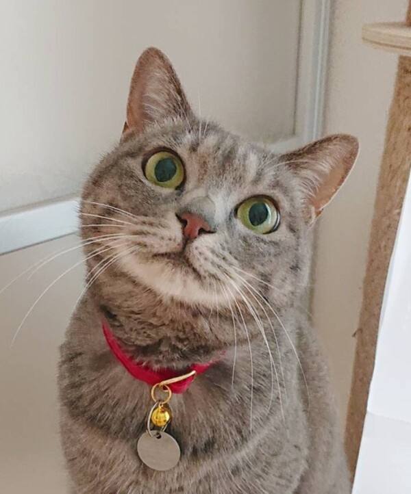 MIX猫こはくちゃん☆