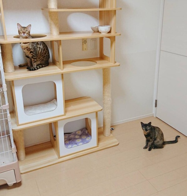 馴染むまで早くなったにゃみちゃん・モカちゃん☆