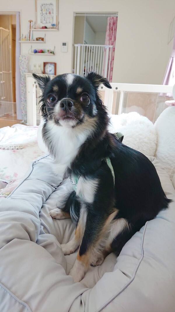 リピートぽんた君☆