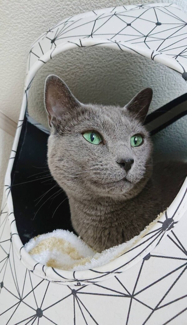 お耳ケアのプルシェンコ君・スピカちゃん☆