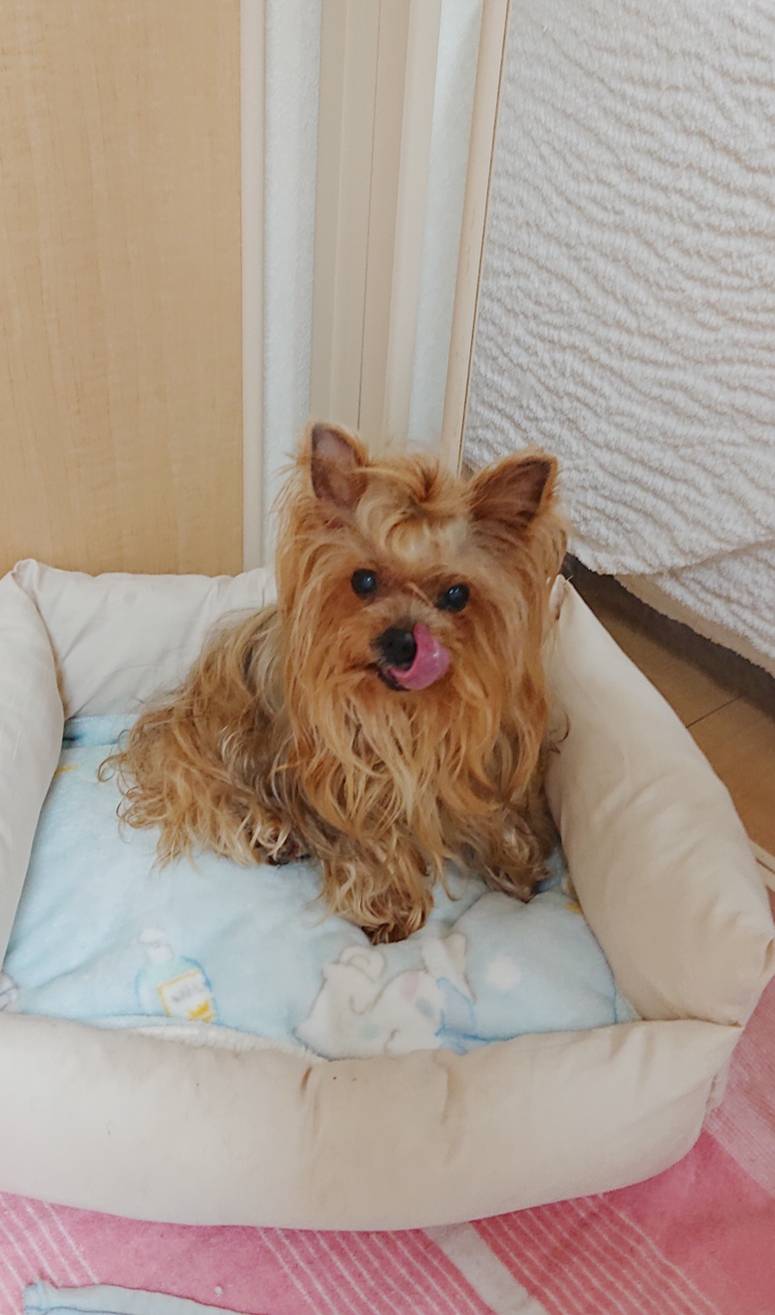 リピートとまとちゃん☆