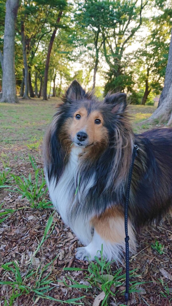 リピートのリリーちゃん☆