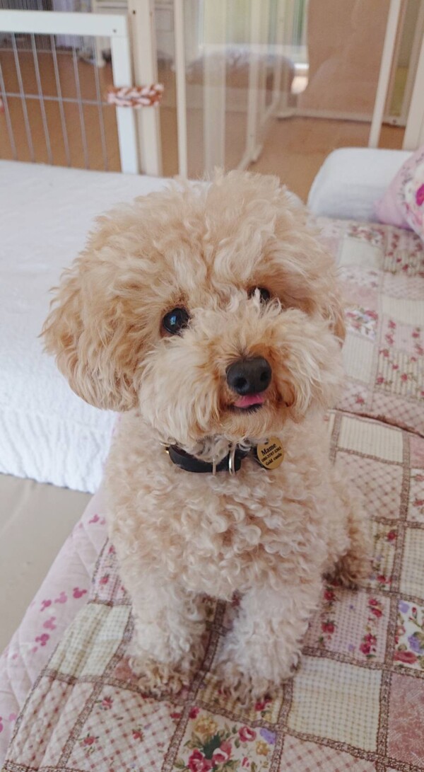 短頭種が苦手なマメ君☆