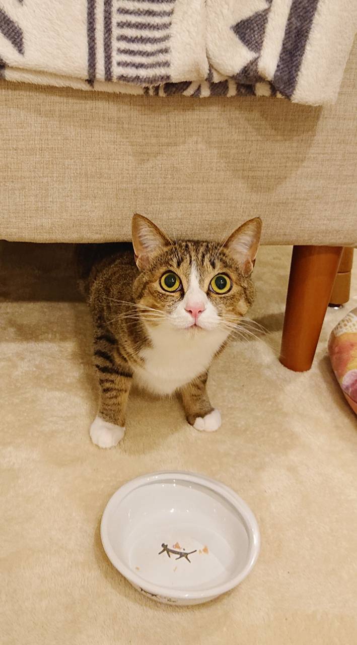 キジトラ猫のモナちゃん☆