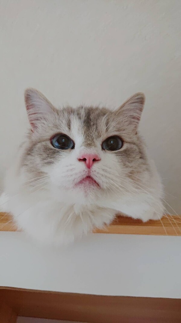 2回目の里帰りモモちゃん☆