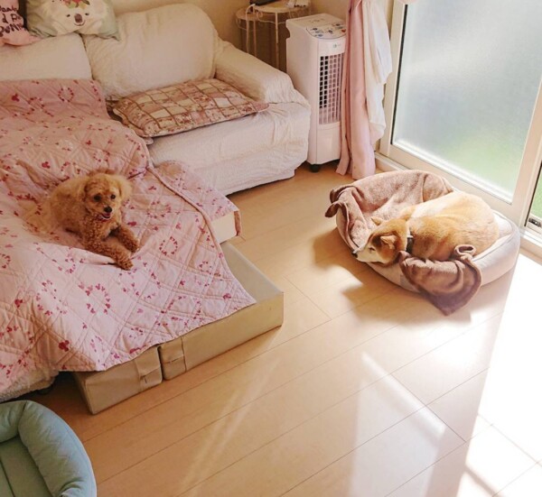 凸凹コンビちゃちゃ丸君・はなちゃん☆