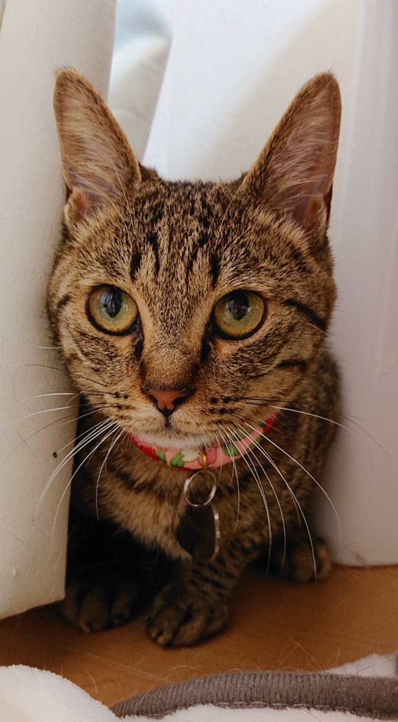 キジトラ猫のミーちゃん☆