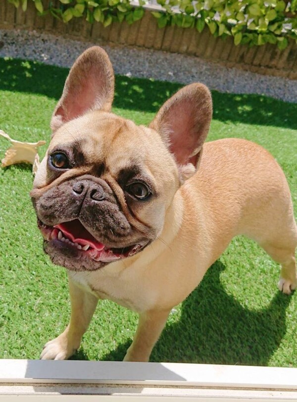 フレブルのモカちゃん☆（後半）