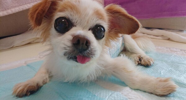 スケーリングおおじろう君☆